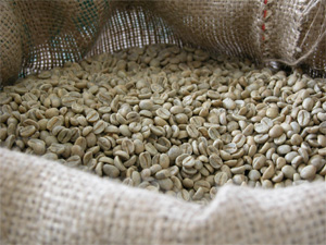 厳選したコーヒー生豆
